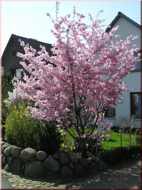 Prunus 'Accolade' CAC