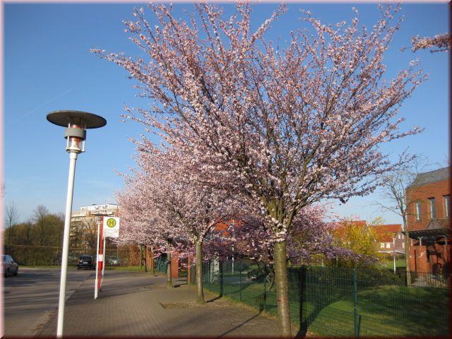 Prunus 'Accolade' CAC