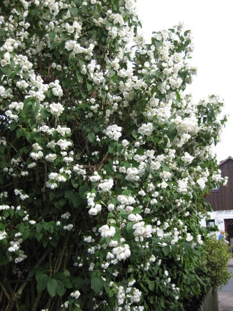 Philadelphus 'Schneesturm'