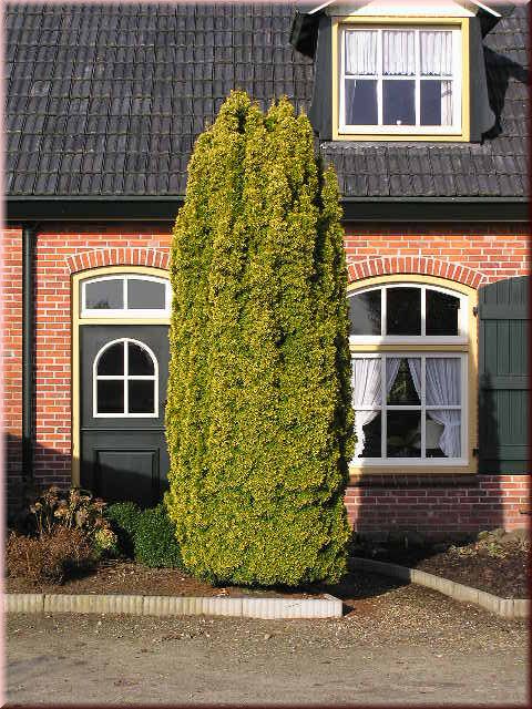 Taxus baccata 'David'