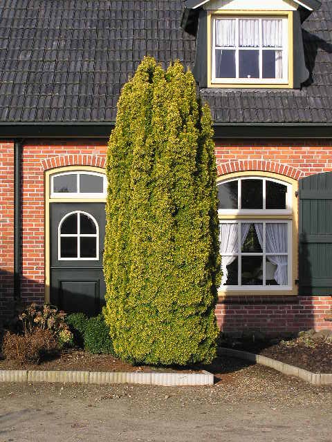 Taxus baccata 'Fastigiata Aureomarginata'