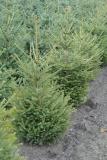 Picea abies