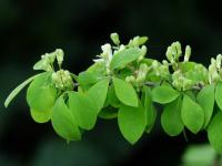 Lonicera xylosteum