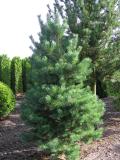 Pinus sylvestris