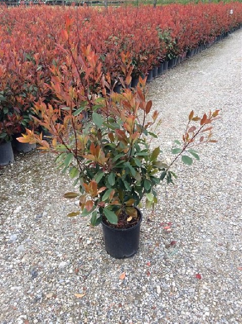 Photinia fraseri 'Red Robin'