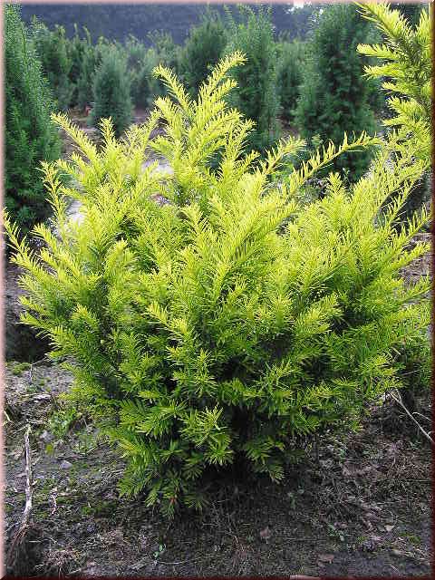 Taxus baccata 'Semperaurea'