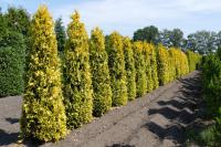 Thuja plicata '4ever Goldy' ®