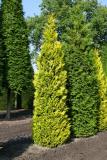 Thuja plicata '4ever Goldy' ®