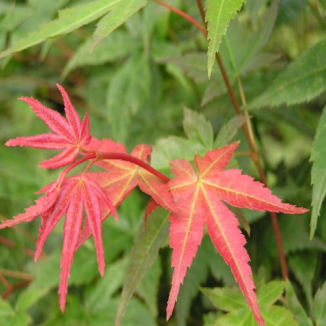 Acer palmatum