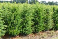 Taxus baccata