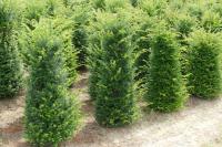 Taxus baccata