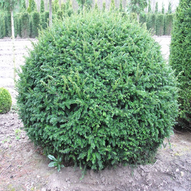 Taxus baccata