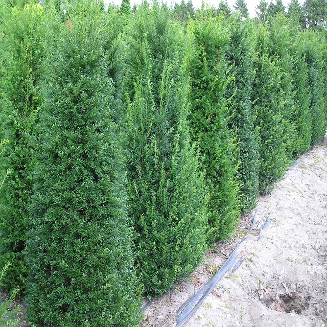 Taxus baccata