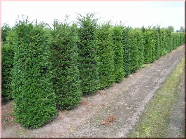 Taxus baccata