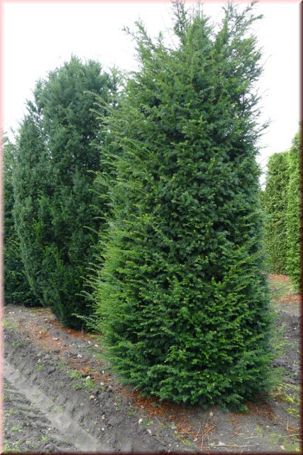 Taxus baccata