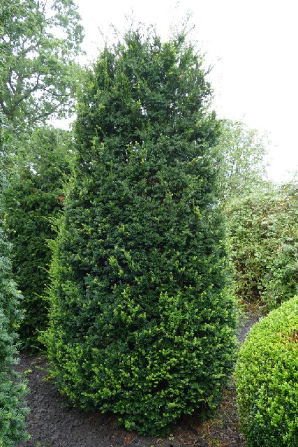 Taxus baccata