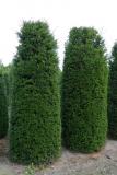 Taxus baccata