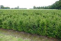 Taxus baccata