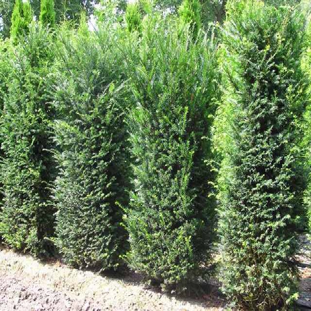 Taxus baccata - Heckenelement