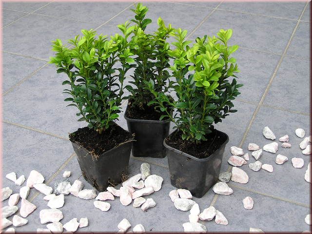 Buxus sempervirens var. arborescens