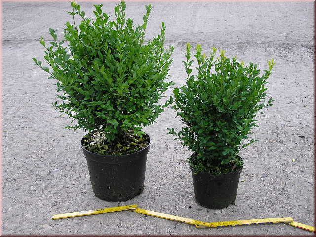 Buxus sempervirens var. arborescens