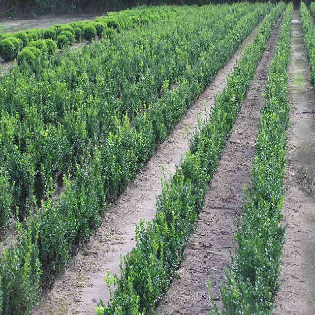 Buxus sempervirens var. arborescens