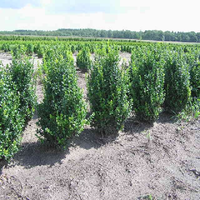 Buxus sempervirens var. arborescens