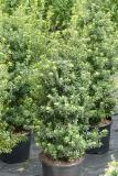 Ilex crenata 'Caroline Upright'