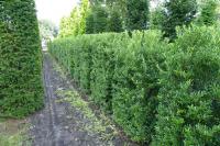 Ilex crenata 'Maxima'