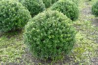 Ilex crenata 'Maxima'