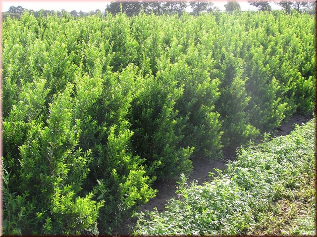 Ilex crenata 'Maxima'