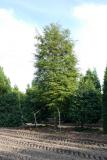 Tsuga canadensis -Stamm-