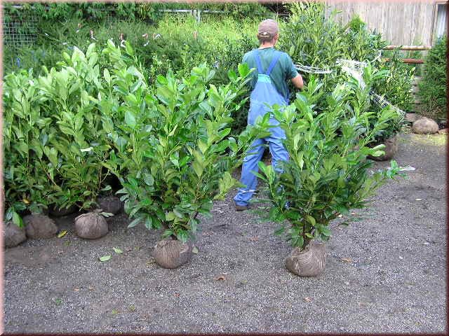 Prunus lauroc. 'Caucasica'