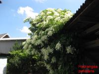 Hydrangea petiolaris