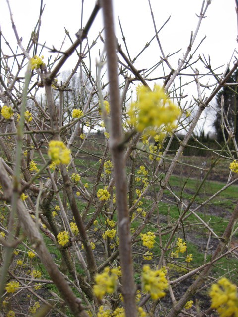 Cornus mas