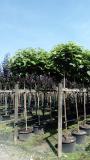 Catalpa bignonioides 'Nana'