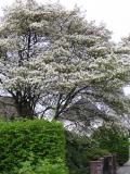 Amelanchier lamarckii