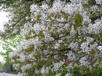 Amelanchier lamarckii