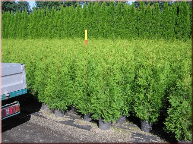 Thuja occidentalis 'Brabant'