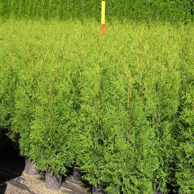 Thuja occidentalis 'Brabant'