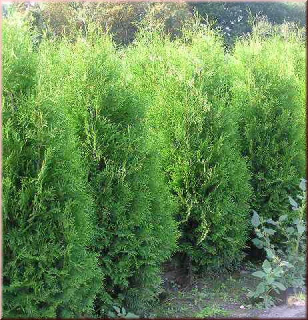 Thuja occidentalis 'Brabant'