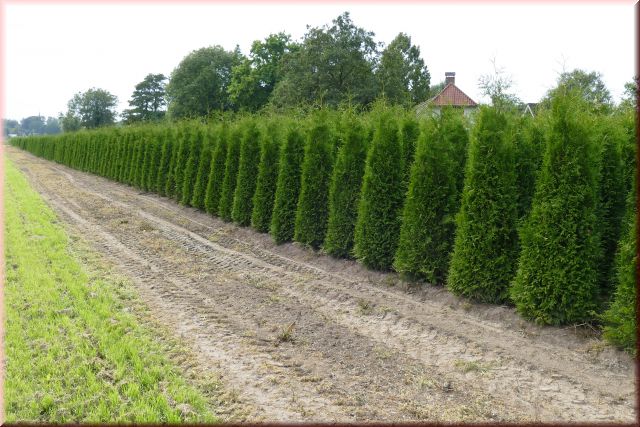 Thuja occidentalis 'Brabant'