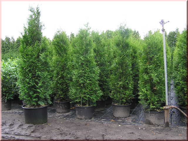 Thuja occidentalis 'Brabant'