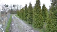 Thuja occidentalis 'Brabant'