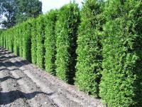 Thuja occidentalis 'Brabant'