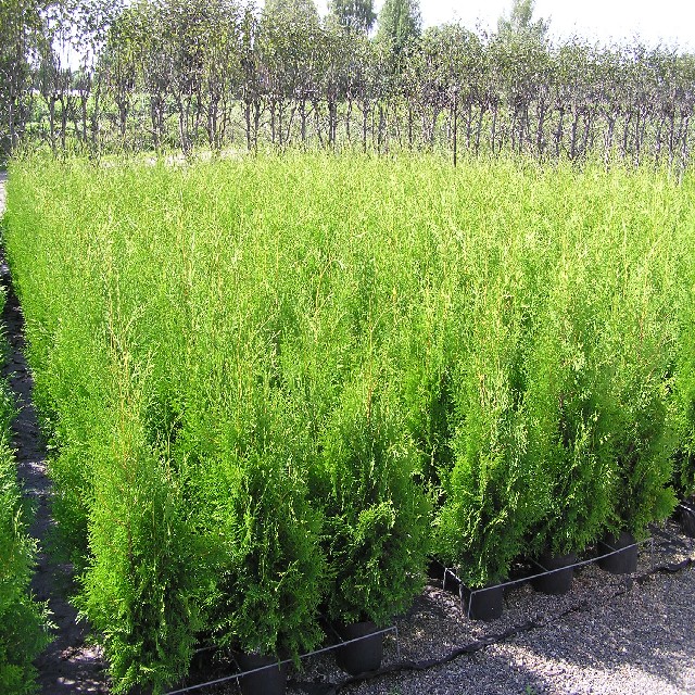 Thuja occidentalis 'Brabant'