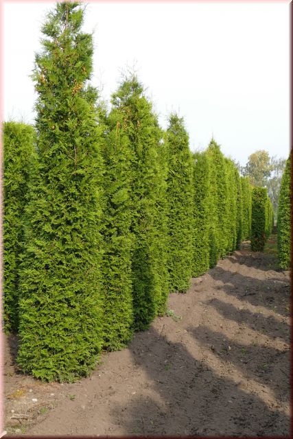 Thuja occidentalis 'Brabant'