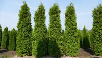 Thuja occidentalis 'Brabant'