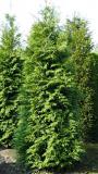 Thuja plicata 'Martin'