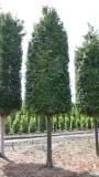 Thuja plicata 'Martin'